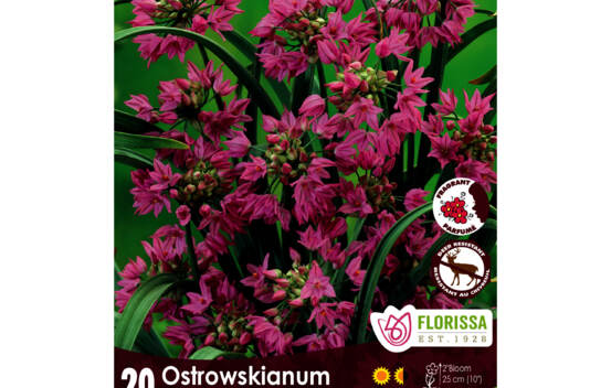 Allium Ostrowskianum (Parfum&eacute;) (Zone : 4) (Paquet de 20 bulbes)
