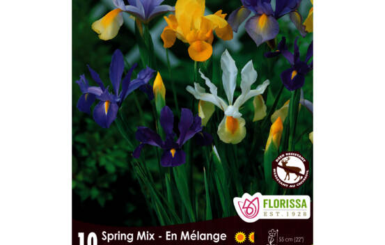 Iris Spring Mix (Dutch) (Zone : 5) (Paquet de 10 bulbes)