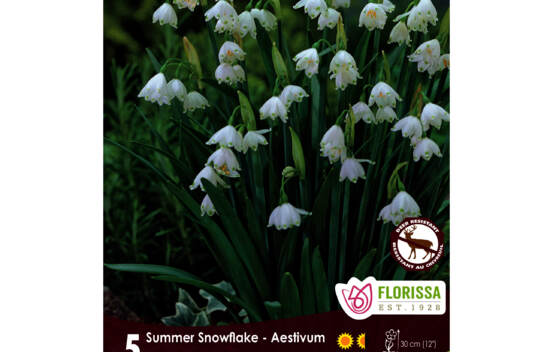 Leucojum Aestivum (Zone : 4) (Paquet de 5 bulbes)