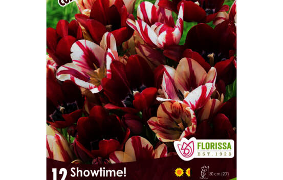 Tulipe Showtime! (Colourful Companions) (Paquet de 12 bulbes)