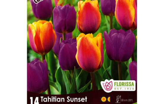 Tulipe Tahitian Sunset (Colourful Companions) (Zone : 3) (Paquet de 14 bulbes)