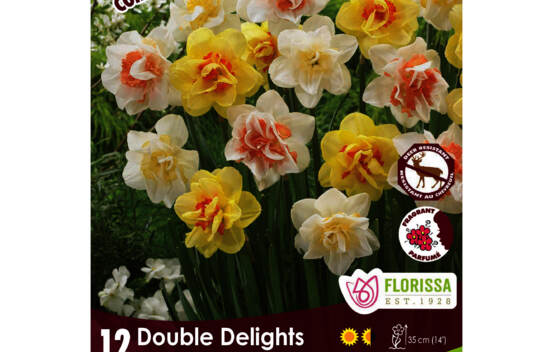 Narcisse Double Delights - N Delnashaugh, N Golden Ducat, N White Lion (Colourful Companions) (Zone : 3) (Paquet de 12 bulbes)