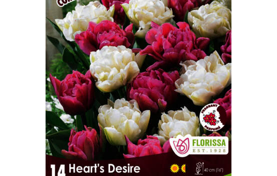 Tulipe Heart's Desire - T Mondial & Averyon (Double hâtive) (Colourful Companions) (Zone : 3) (Paquet de 14 bulbes)