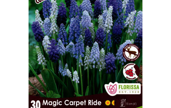 Muscari Magic Carpet Ride - Muscari Mix (Colourful Companions) (Zone : 4) (Paquet de 30 bulbes)