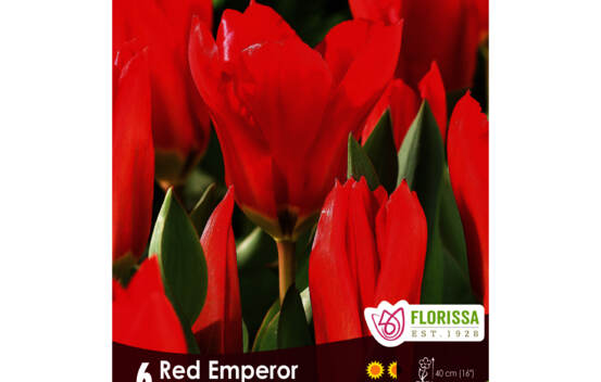 Tulipe Red Emperor (Fosteriana) (Zone : 3) (Paquet de 6 bulbes)