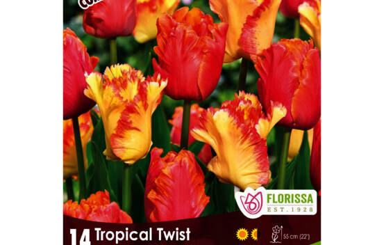 Tulipe Tropical Twist - Caribbean Parrot/Amazing Parrot (Colourful Companions) (Zone : 3) (Paquet de