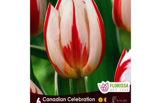 Tulipe Canadian Celebration - Happy Generation (Mammoth Pack) (Zone : 3) (Paquet de 15)