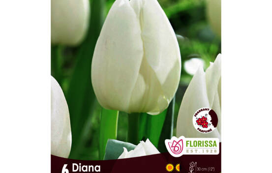 Tulipe Diana (Simple h&acirc;tive) (Parfum&eacute;e) (Zone : 3) (Paquet de 6 bulbes)