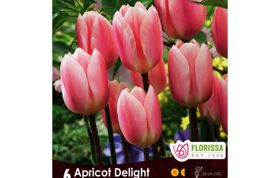 Tulipe Apricot Delight (Delight Serie) (Simple h&acirc;tive) (Zone : 3) (Paquet de 6 bulbes)