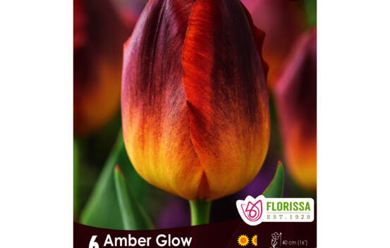 Tulipe Amber Glow (Triumph) (Zone : 3) (Paquet de 6 bulbes)