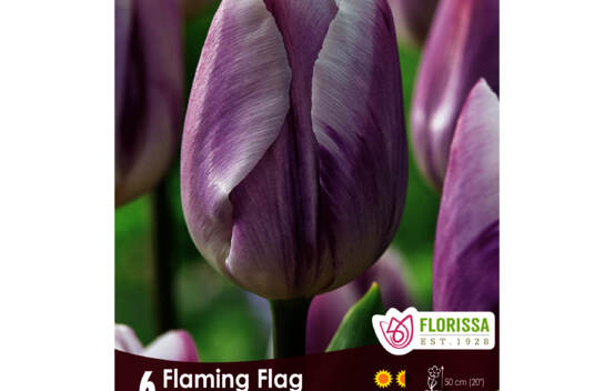 Tulipe Flaming Flag (Triumph) (Zone : 3) (Paquet de 6 bulbes)