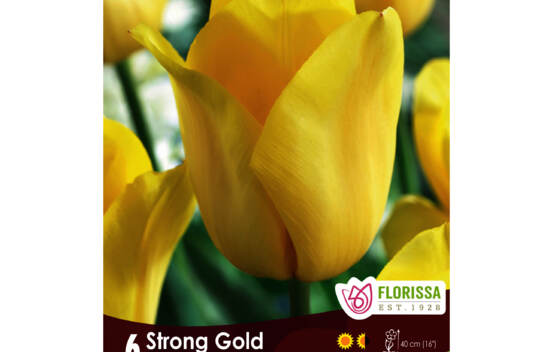 Tulipe Strong Gold (Triumph) (Zone : 3) (Paquet de 6 bulbes)