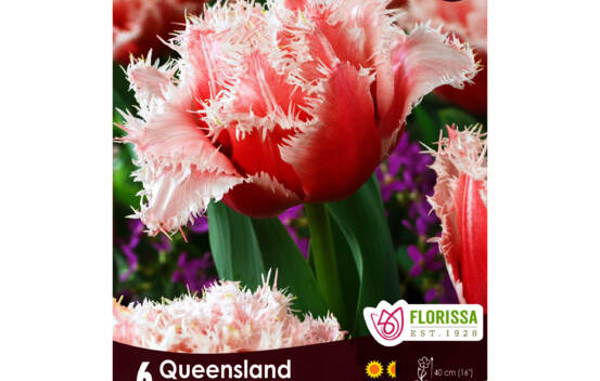 Tulipe Queensland (Double Frang&eacute;e) (Zone : 3) (Paquet de 6 bulbes)