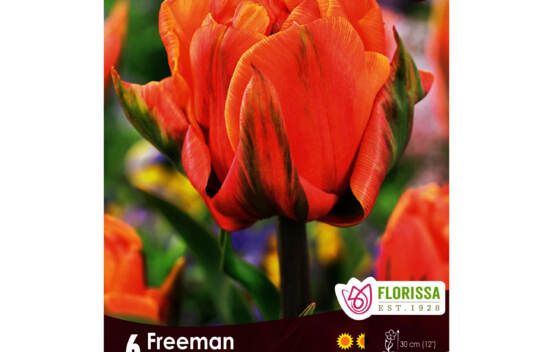 Tulipe Freeman (Pivoine Double tardive) (Zone : 3) (Paquet de 6 bulbes)