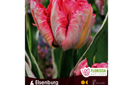 Tulipe Elsenburg (Perroquet) (Zone : 4) (Paquet de 6)