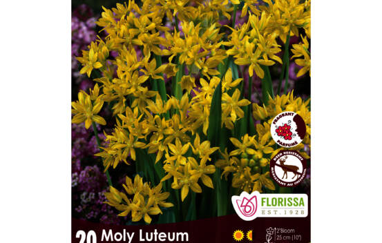 Allium Moly Luteum (Parfum&eacute;) (Zone : 3) (Paquet de 20 bulbes)
