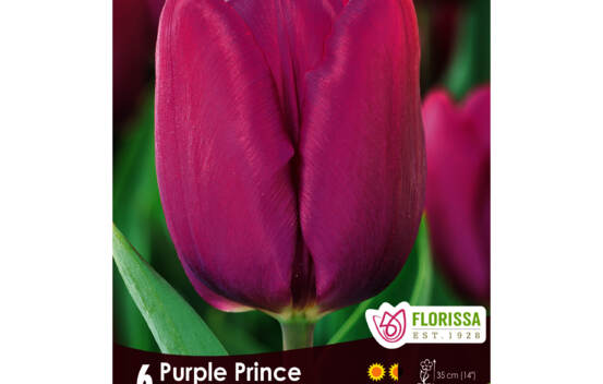 Tulipe Purple Prince (Simple h&acirc;tive) (Paquet de 6 bulbes)