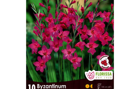 Gladiolus Byzantinum (Zone : 5) (Paquet de 10 bulbes)