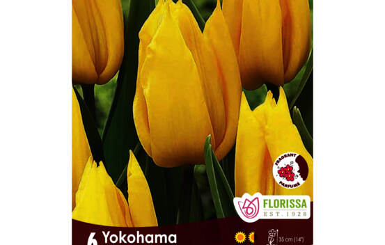Tulipe Yokohama (Simple h&acirc;tive) (Paquet de 6 bulbes)