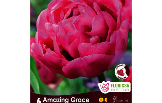 Tulipe Amazing Grace (Double h&acirc;tive) (Zone : 3) (Paquet de 6 bulbes)
