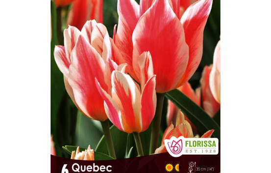 Tulipe Quebec (Bouquet) (Zone : 3) (Paquet de 6 bulbes)