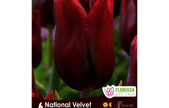 Tulipe National Velvet (Triumph) (Zone : 3) (Paquet de 6 bulbes)