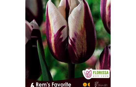 Tulipe Rem's Favorite (Triumph) (Zone : 3) (Paquet de 6 bulbes)