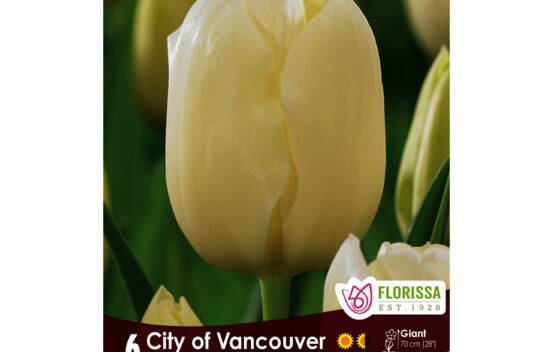 Tulipe City of Vancouver (Darwin) (Simple tardive) (Zone : 3) (Paquet de 6 bulbes)