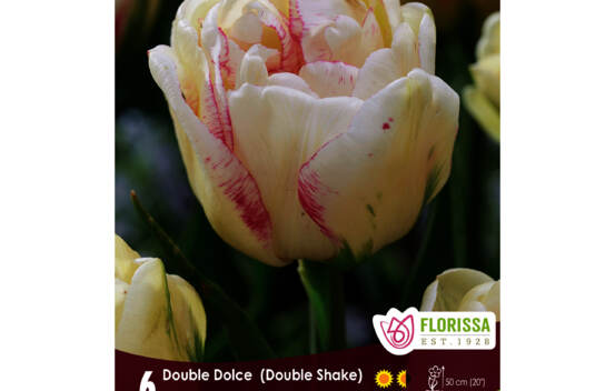 Tulipe Double Dolce (Pivoine double tardive) (Zone : 3) (Paquet de 6 bulbes)