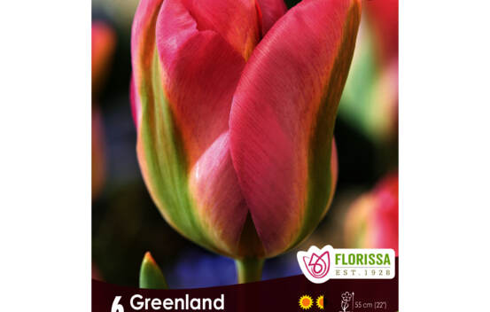 Tulipe Greenland (Viridiflora) (Zone : 3) (Paquet de 6 bulbes)