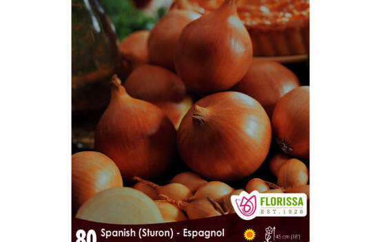 Oignon Sturon - Espagnol (Paquet de 80)