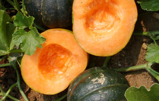 Melon Noir des Carmes Biologique (Semences)