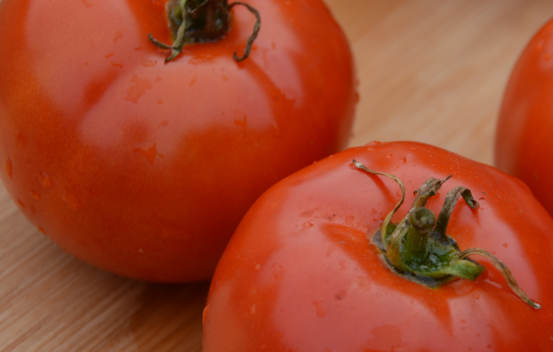 Tomate standard Manitoba Biologique (Semences)