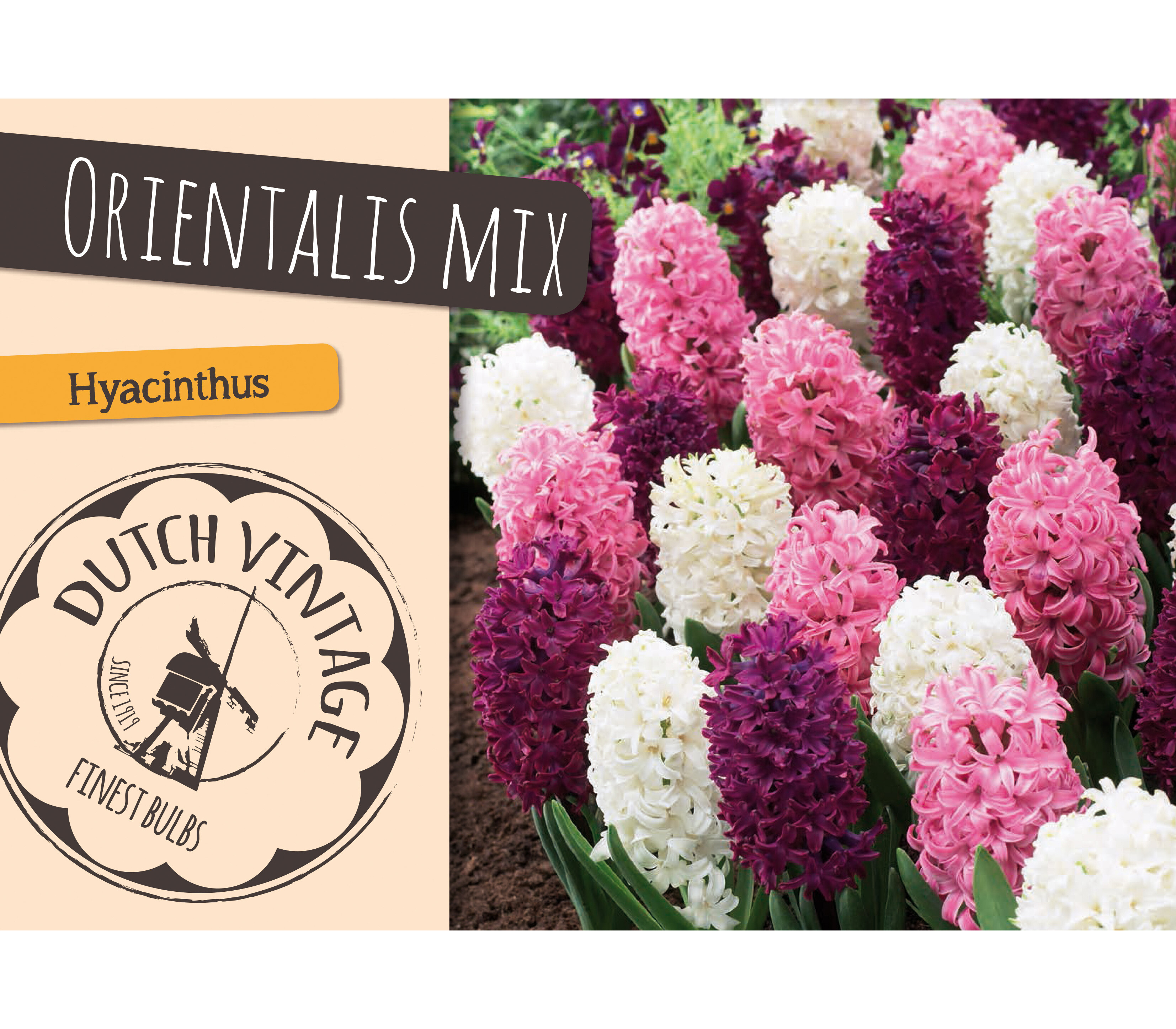 Bulbes De Jacinthe Velvet Mix - 50 Bulbes À Fleurs - Taille