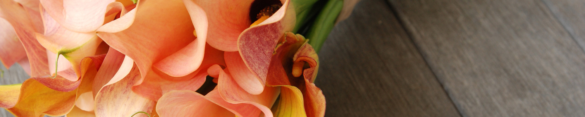 Floralies Jouvence photo 8