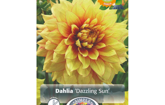 Dahlia Dazzling Sun (Dinnerplate) (Paquet de 2 bulbes)