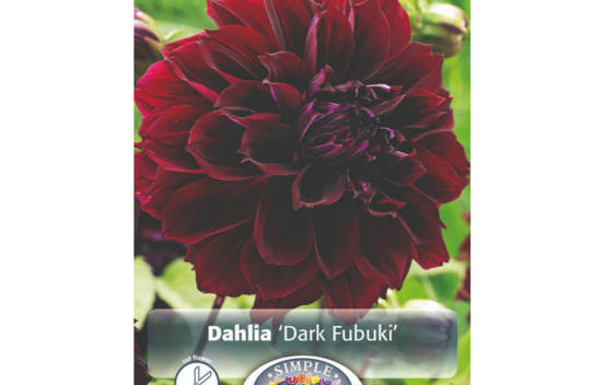 Dahlia Fubuki Dark (Fimbriata) (1 bulbe)