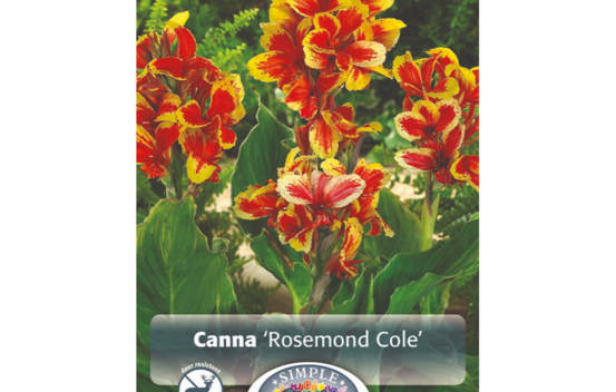 Canna Rosemond Cole (1 unité)