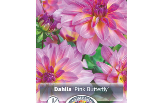 Dahlia Pink Butterfly (Décoratif) (1 bulbe)