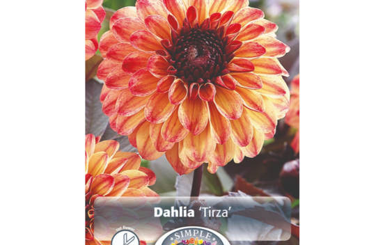 Dahlia Tirza (Feuillage foncé) (1 unité)