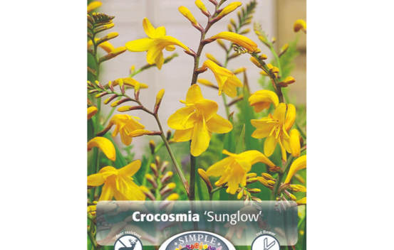 Crocosmia Sunglow (Paquet de 8 bulbes)