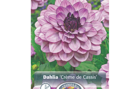 Dahlia Crème de Cassis (Décoratif) (1 bulbe)