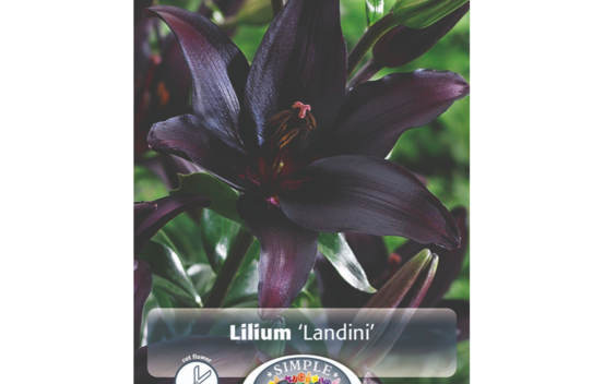 Lys Landini (Asiatique) (Paquet de 2 bulbes)