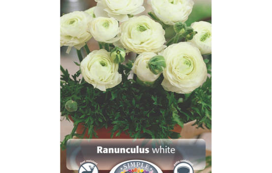 Renoncule White (Zone : 6) (Paquet de 10 bulbes)