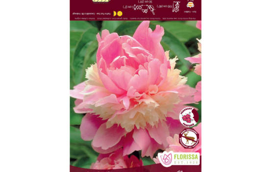 Pivoine Sorbet (1 bulbe)