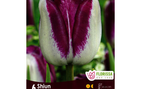 Tulipe Shiun (Triumph) (Zone : 3) (Paquet de 6 bulbes)